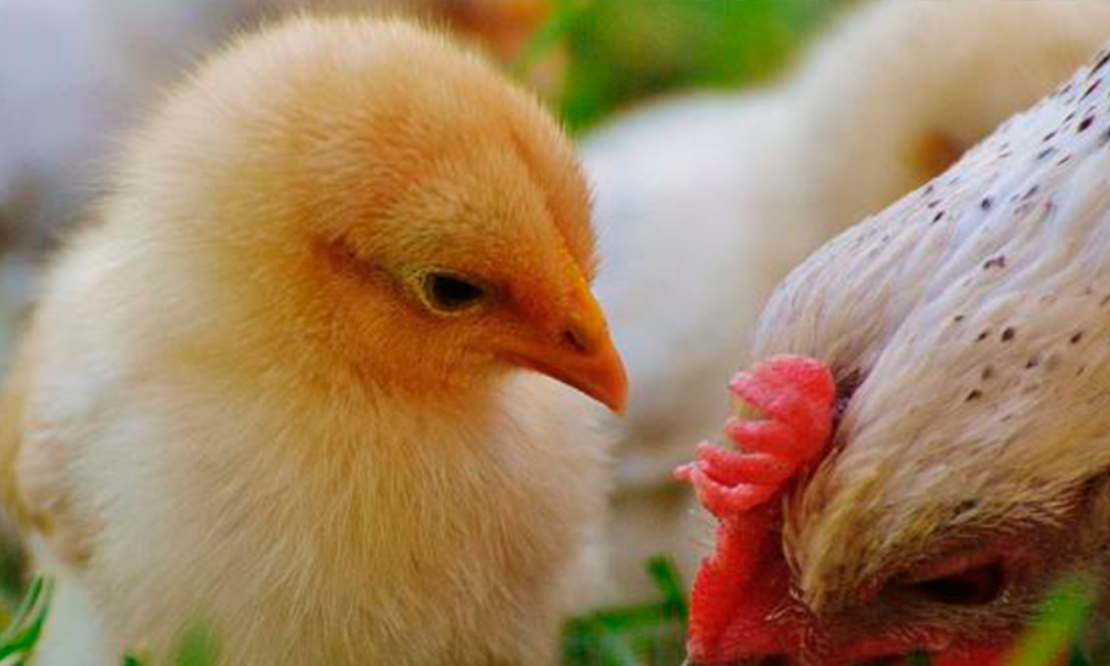 Pollos Inva Dos trabajadores de control de plagas mueren en granja de pollos en el ...